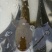 网箱大口鲶