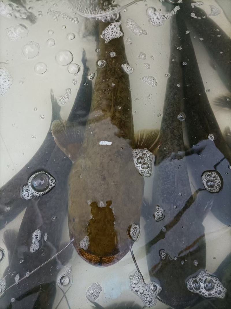 网箱大口鲶