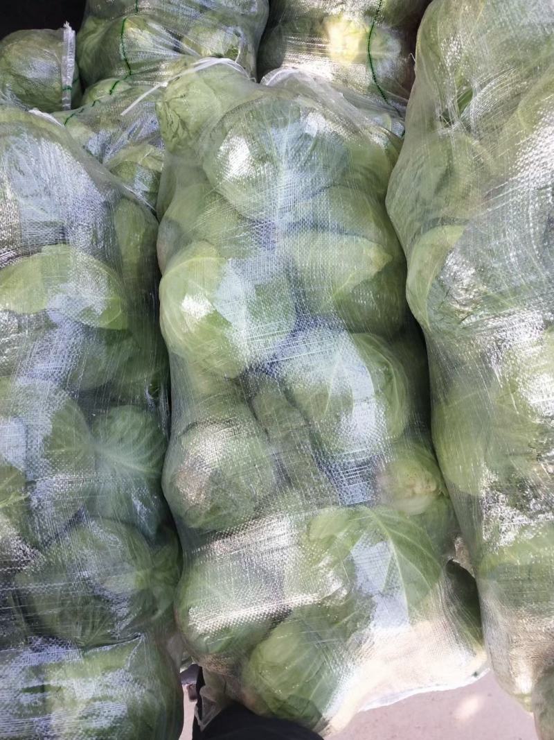 精品圆包菜甘蓝大量上市质量好一手货源基地直发诚信合作