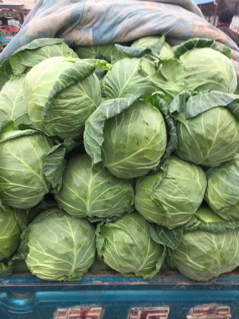 精品圆包菜甘蓝大量上市质量好一手货源基地直发诚信合作