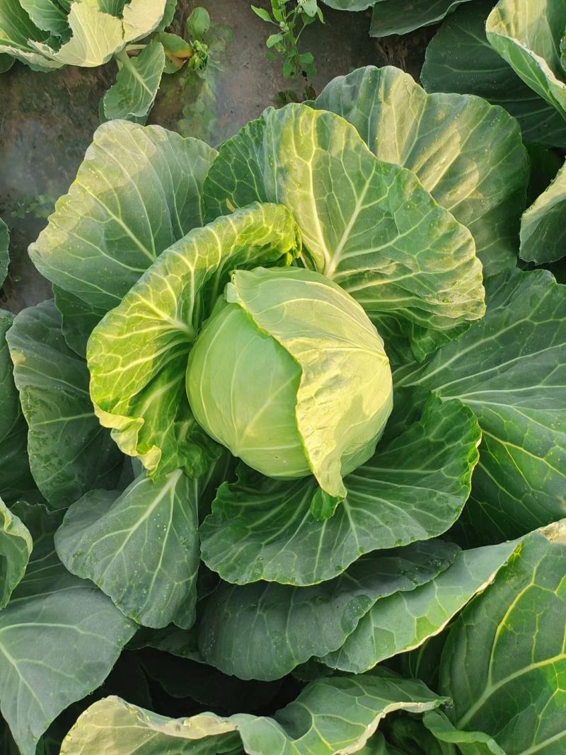 精品圆包菜甘蓝大量上市质量好一手货源基地直发诚信合作