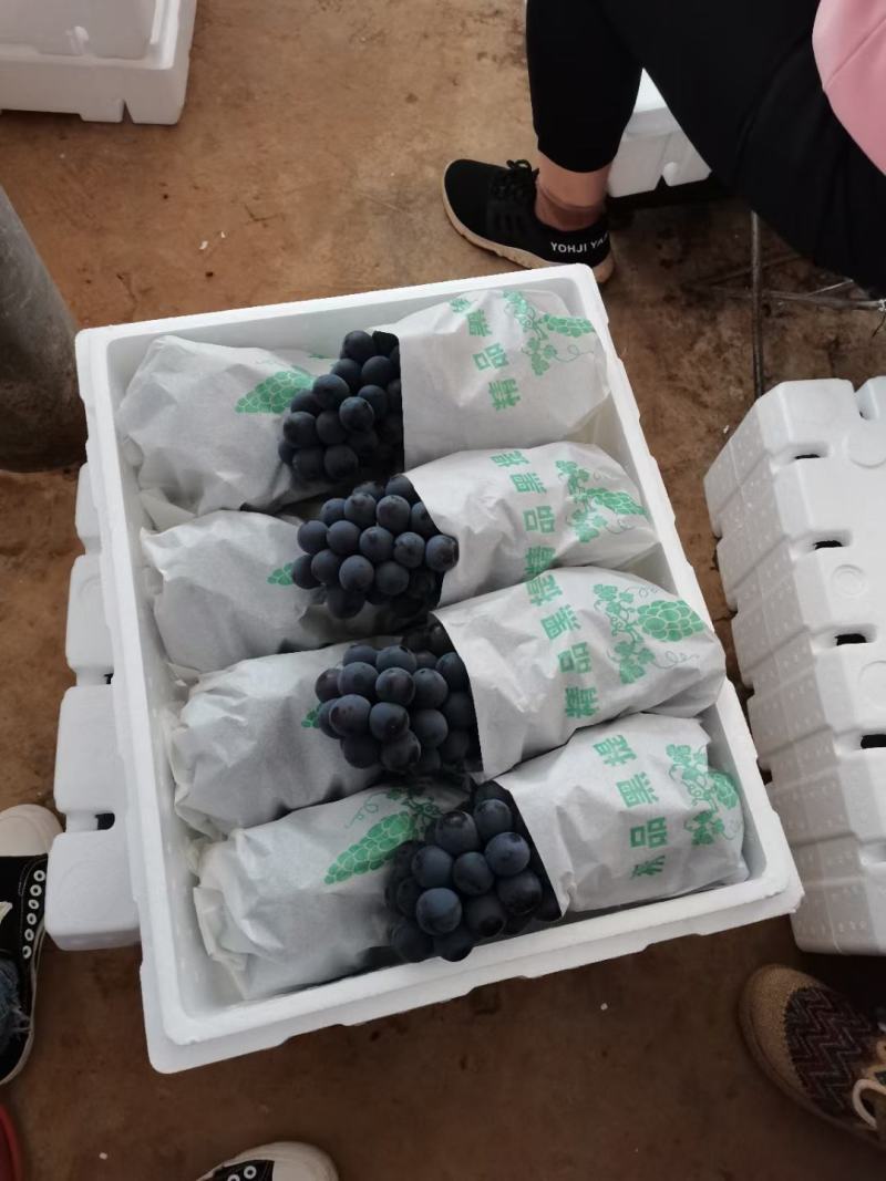云南夏黑葡萄大量上市！口感甜欢迎各地客商订购！