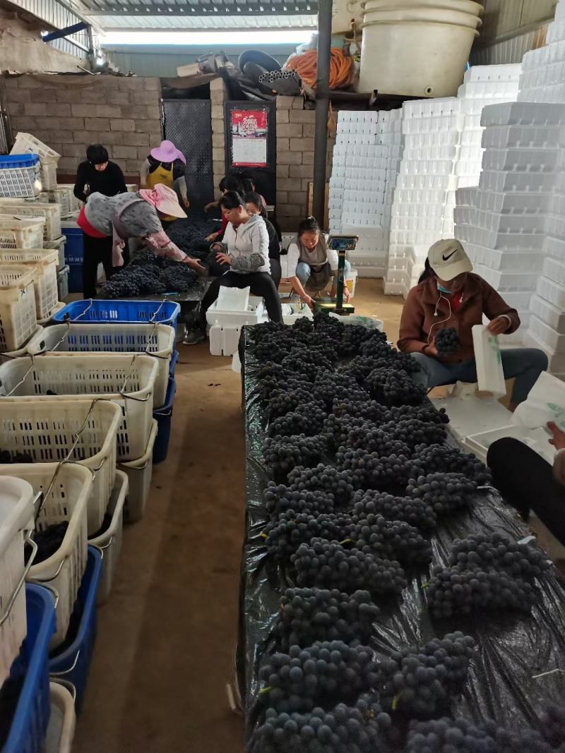 云南夏黑葡萄大量上市！口感甜欢迎各地客商订购！