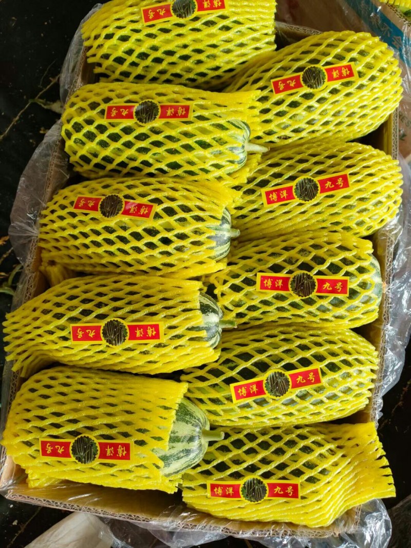 费县甜瓜博洋系列汁多肉脆硬度好产地货源可代发货全国各地市