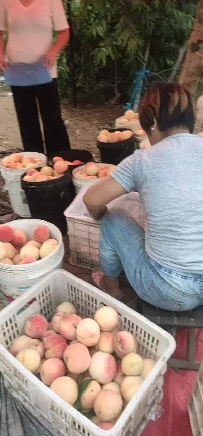 黄金冠桃1000亩，500万斤，货量充足，量大优惠。