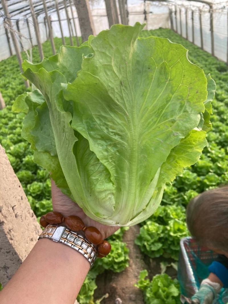 意大利生菜种子进口杂交意大利玻璃生菜种子