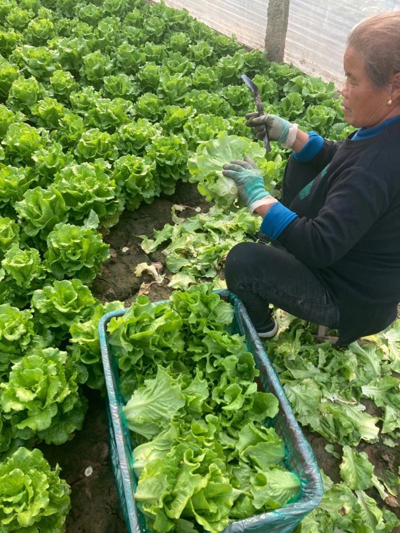 意大利生菜种子进口杂交意大利玻璃生菜种子