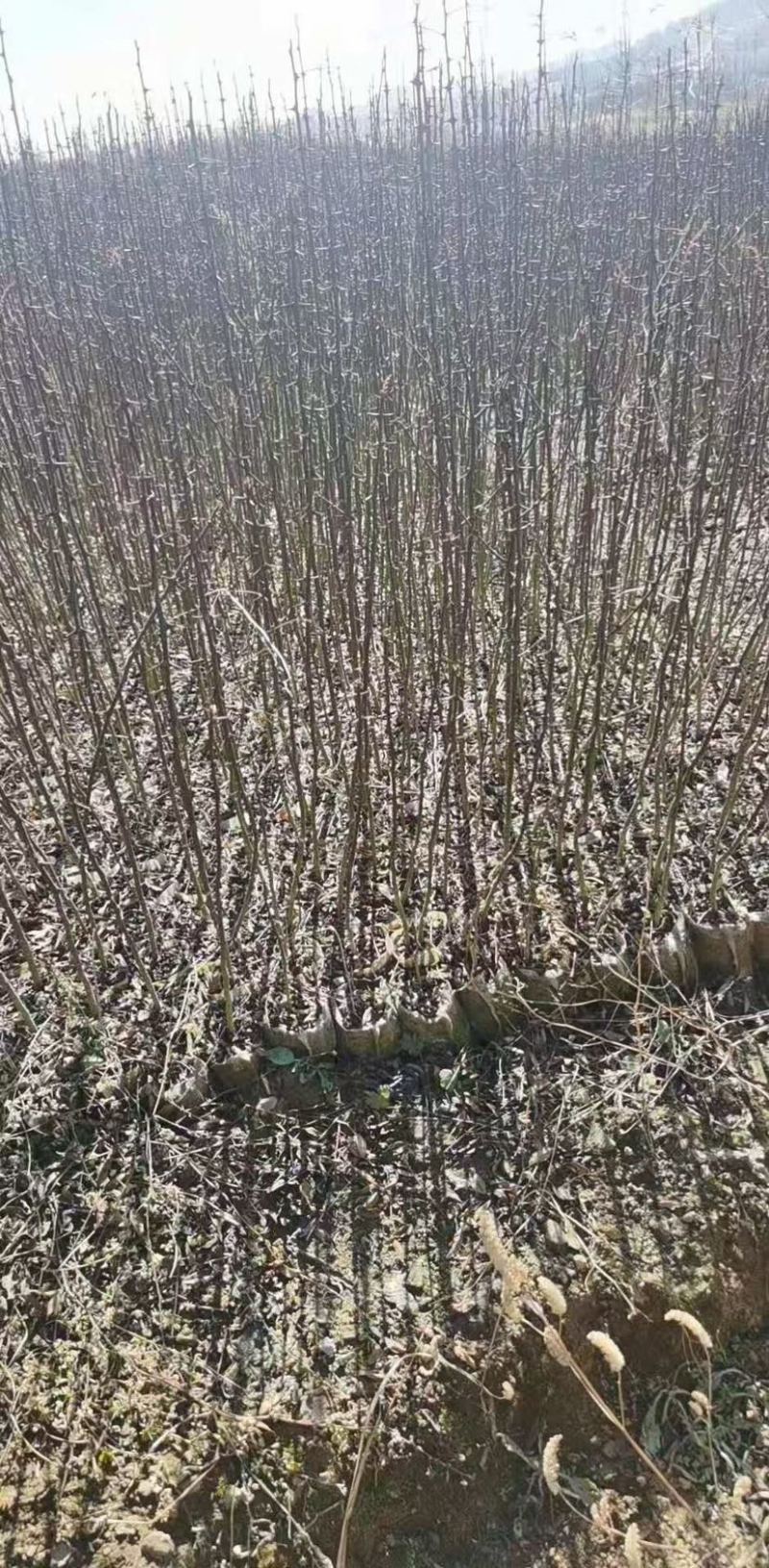花椒苗，青花椒苗，九叶青花椒苗，九叶青花椒