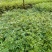 花椒苗,青花椒苗,九叶青花椒苗,九叶青花椒