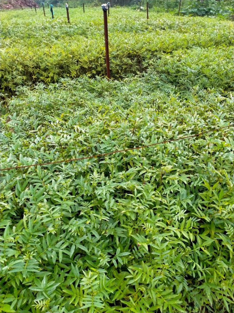 花椒苗，青花椒苗，九叶青花椒苗，九叶青花椒