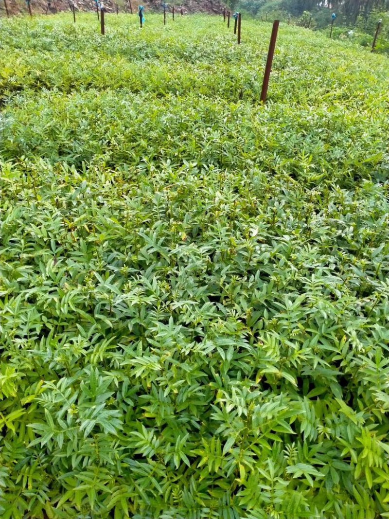 花椒苗，青花椒苗，九叶青花椒苗，九叶青花椒