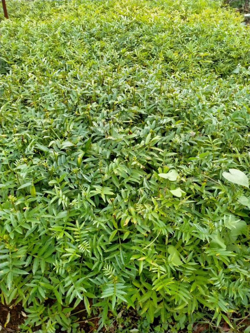 花椒苗，青花椒苗，九叶青花椒苗，九叶青花椒