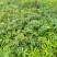 花椒苗,青花椒苗,九叶青花椒苗,九叶青花椒