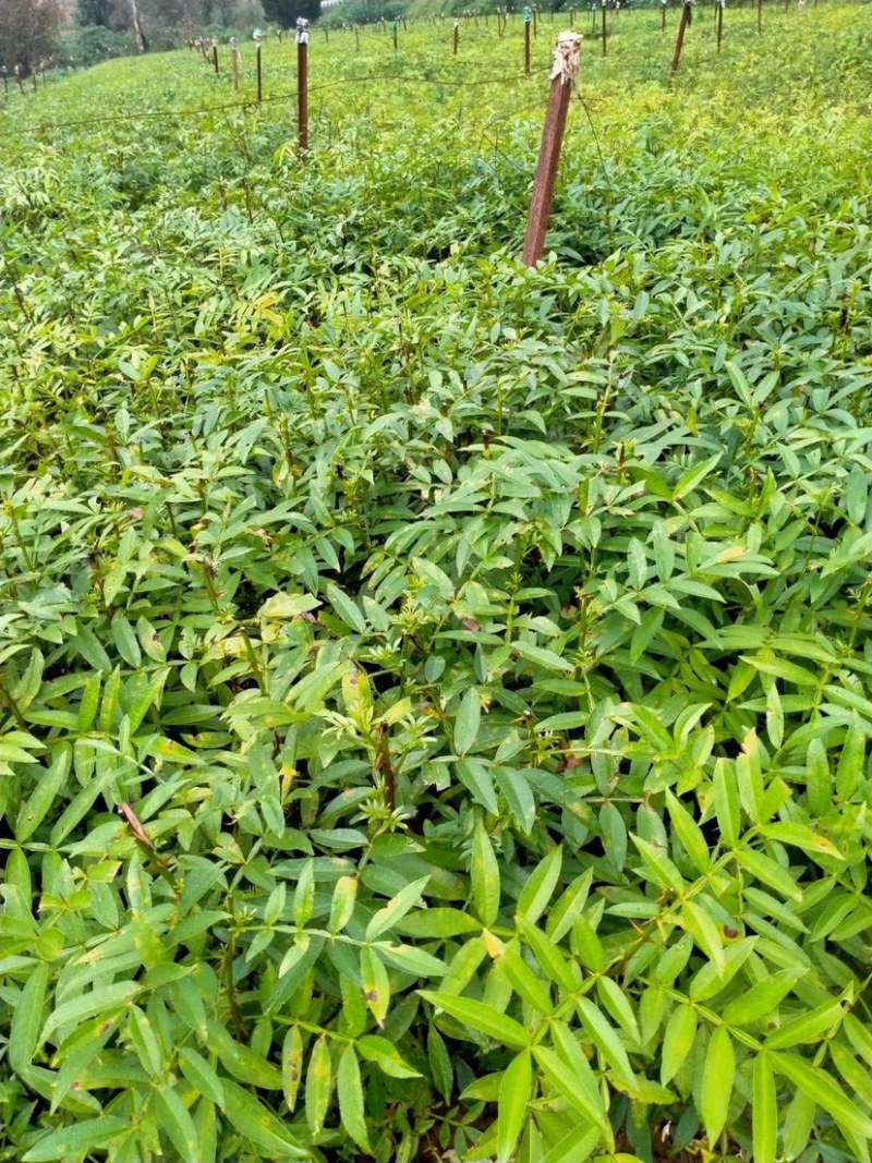 花椒苗，青花椒苗，九叶青花椒苗，九叶青花椒
