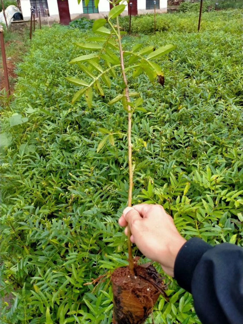 花椒苗，青花椒苗，九叶青花椒苗，九叶青花椒