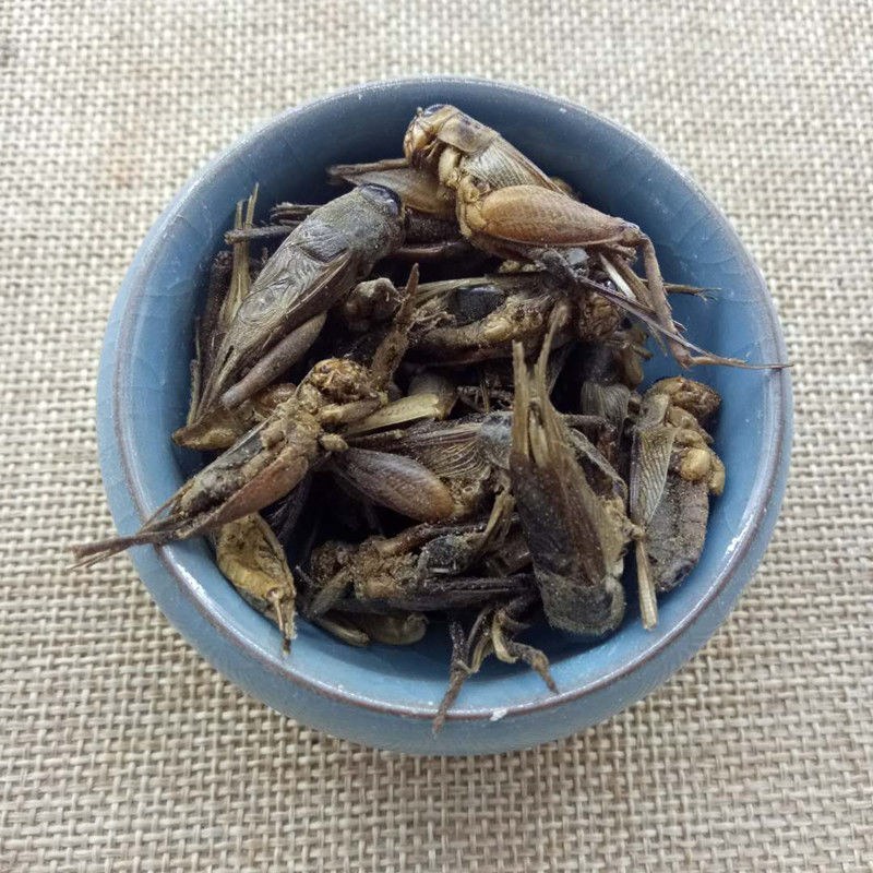 中药材蟋蟀干野生蛐蛐干中药材鸟食鸟饲料包邮蟋蟀干