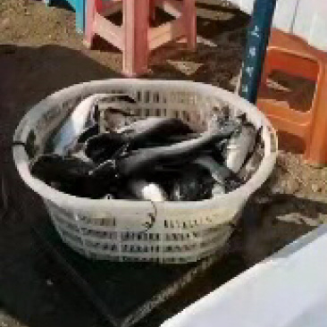 巴沙鱼，鲜活鱼