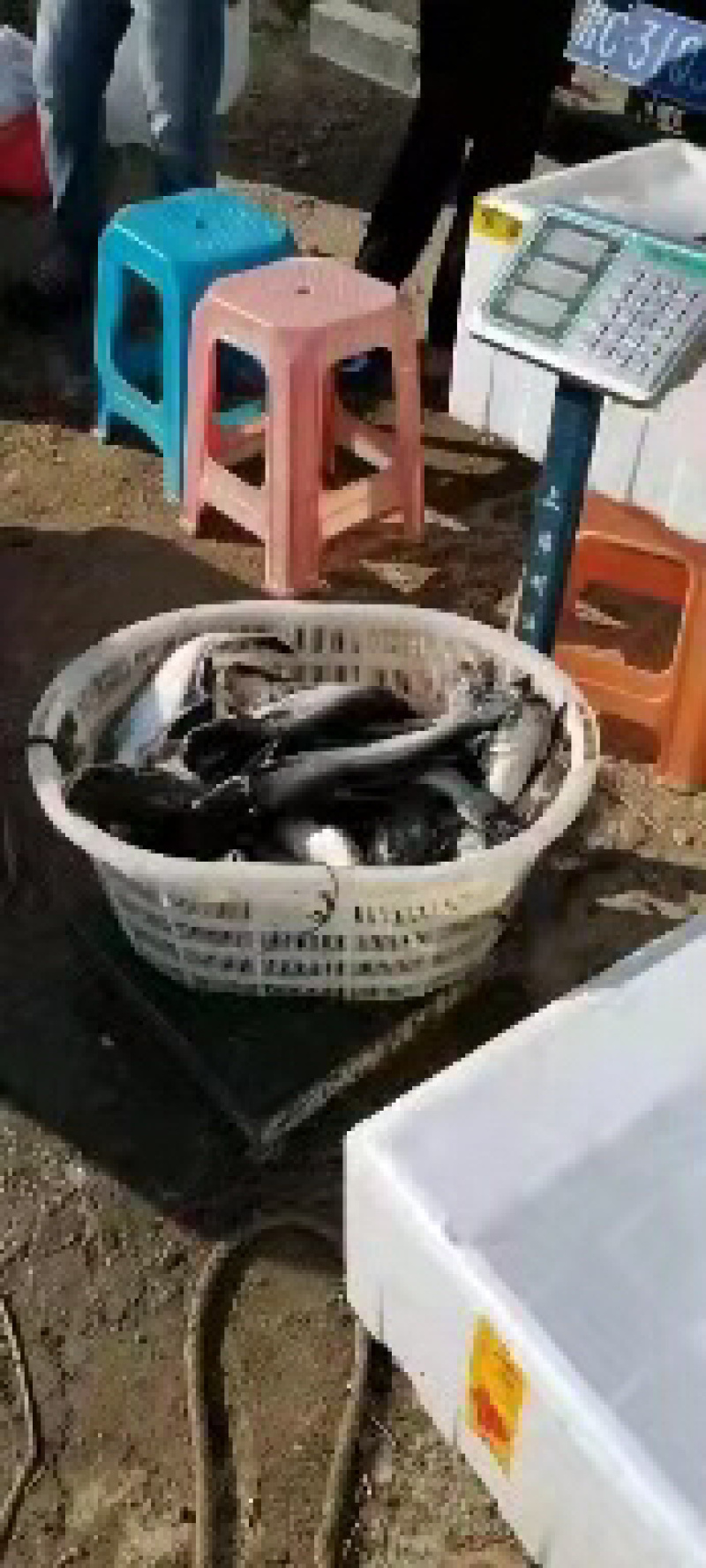 巴沙鱼，鲜活鱼