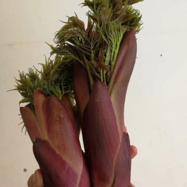树头菜,刺老包,刺嫩芽,楤木,刺嫩芽苗,刺老包苗