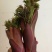 树头菜,刺老包,刺嫩芽,楤木,刺嫩芽苗,刺老包苗