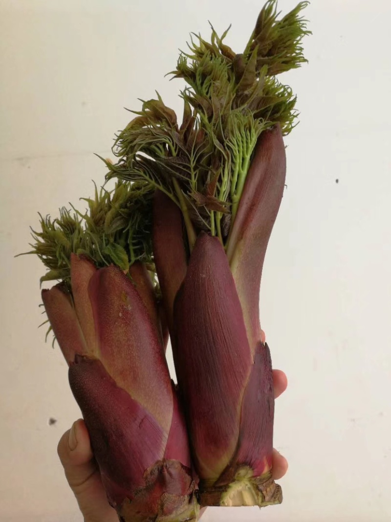 树头菜，刺老包，刺嫩芽，楤木，刺嫩芽苗，刺老包苗