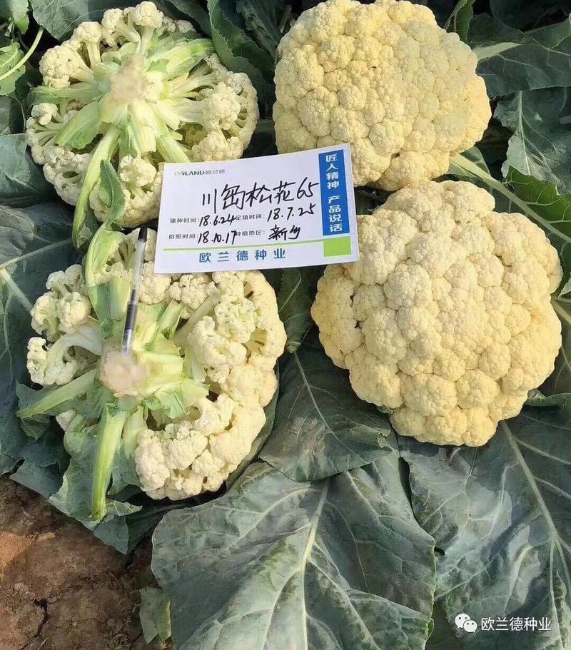 川岛松花65松花菜种子，欧兰德进口早熟耐热耐湿青梗小米粒