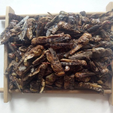 中药材野生蝗虫干五谷虫干蛐蛐干蝼蛄干鸟食蚂蚱干鸟饲料