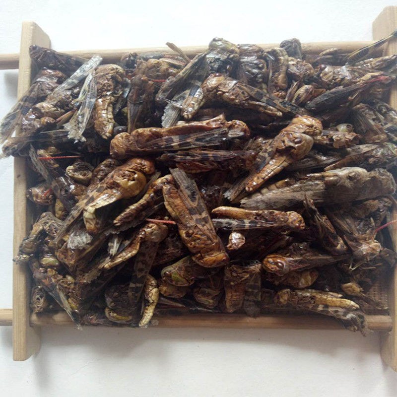 中药材野生蝗虫干五谷虫干蛐蛐干蝼蛄干鸟食蚂蚱干鸟饲料