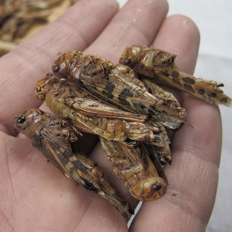 中药材野生蝗虫干五谷虫干蛐蛐干蝼蛄干鸟食蚂蚱干鸟饲料