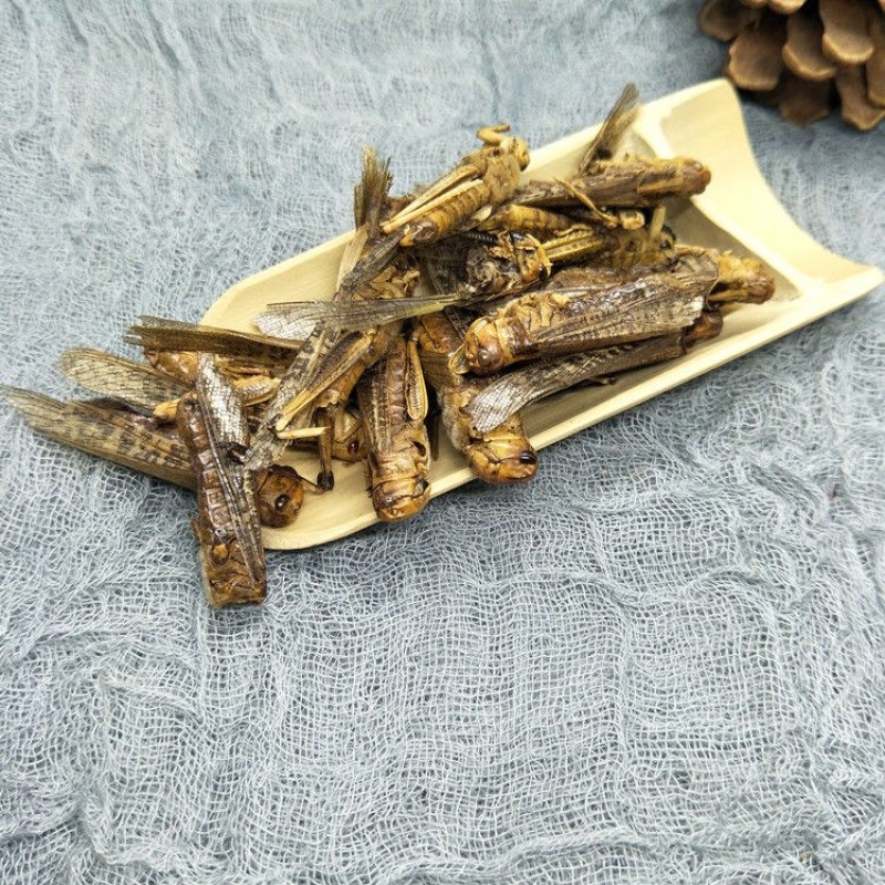 中药材野生蝗虫干五谷虫干蛐蛐干蝼蛄干鸟食蚂蚱干鸟饲料