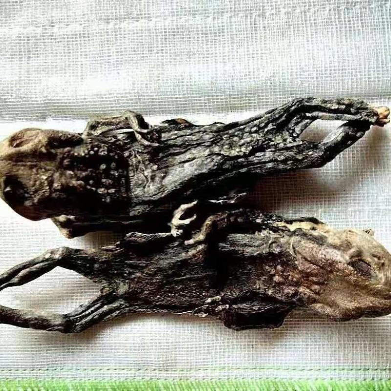 蟾蜍干中药材干蟾蜍癞蛤蟆蛤蟆干100g包邮另售蟾衣蟾蜍