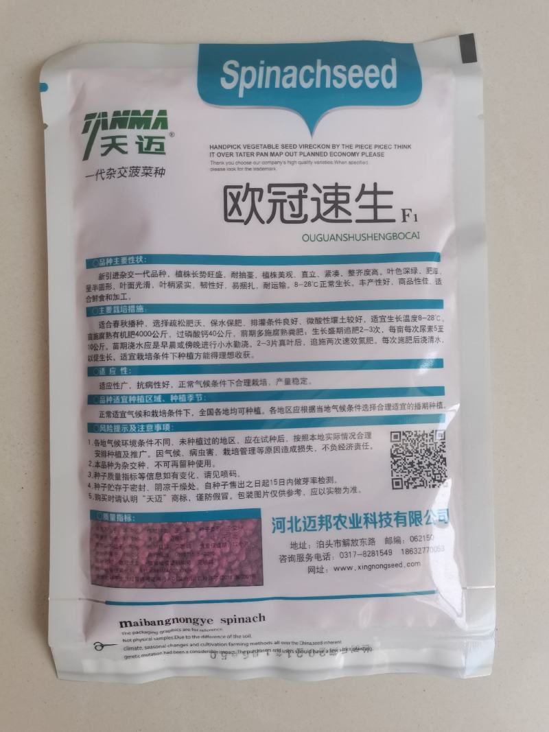 进口杂交菠菜种子大圆叶耐运输抗病性强