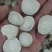 中药材批发无硫白芍杭白芍杭芍芍药量大从优