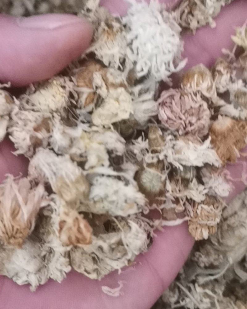 中药材菊花药用河北菊花河北白菊花批发各种中药材量大从