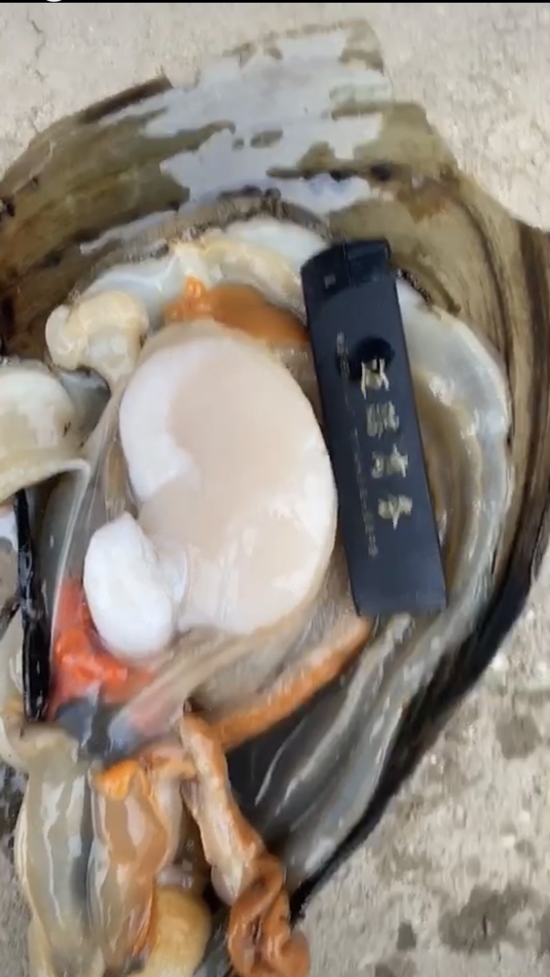 码头直供鲜活带子螺。绿甲绿贝。又名江瑶贝。