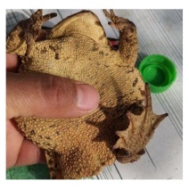 蟾蜍衣蟾蜍皮干蟾皮癞蛤蟆皮自然脱落完整大号蟾衣蟾蜍衣