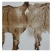 蟾蜍衣蟾蜍皮干蟾皮癞蛤蟆皮自然脱落完整大号蟾衣蟾蜍衣