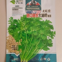 进口速生大叶香菜种子耐抽苔耐热耐运输