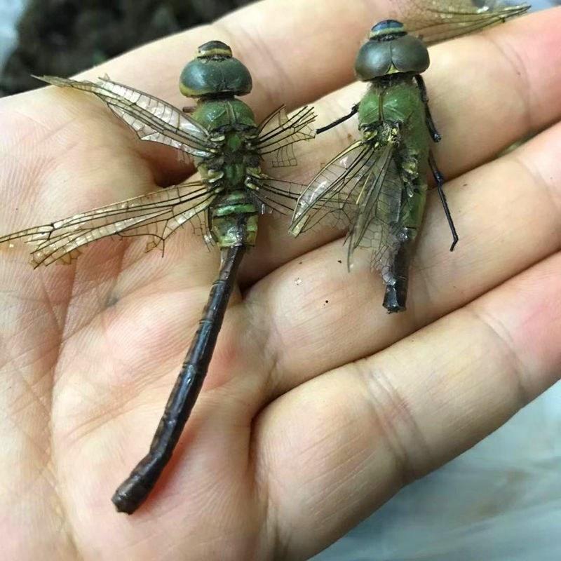 中药材蜻蜓干蜻蜓绿蜻蜓黑蜻蜓药用蜻蜓量大从优
