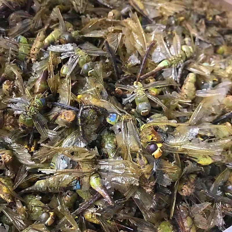 中药材蜻蜓干蜻蜓绿蜻蜓黑蜻蜓药用蜻蜓量大从优