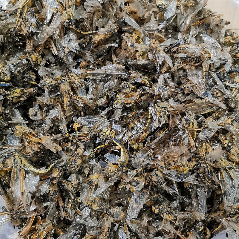 中药材蜻蜓干蜻蜓绿蜻蜓黑蜻蜓药用蜻蜓量大从优