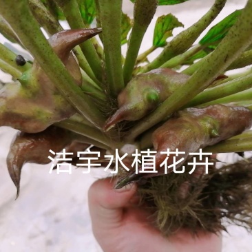老菱角种子苗池塘水生植物菱角苗种植青菱角种子四季蔬菜红菱