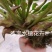老菱角种子苗池塘水生植物菱角苗种植青菱角种子四季蔬菜红菱