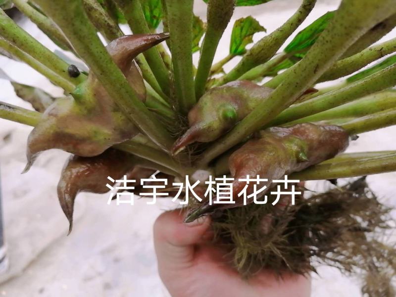 老菱角种子苗池塘水生植物菱角苗种植青菱角种子四季蔬菜红菱