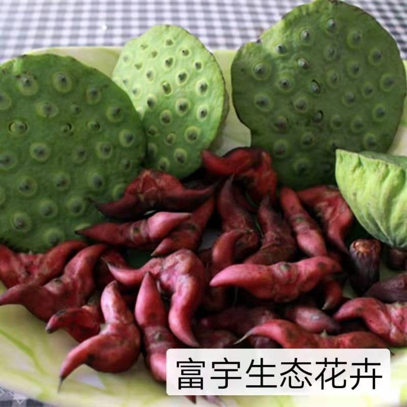 老菱角种子苗池塘水生植物菱角苗种植青菱角种子四季蔬菜红菱