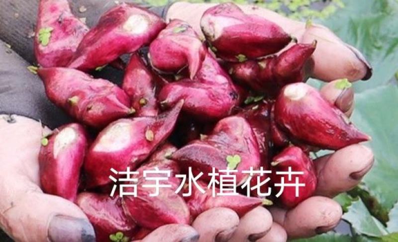 老菱角种子苗池塘水生植物菱角苗种植青菱角种子四季蔬菜红菱