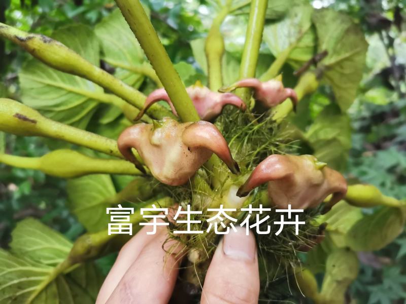 老菱角种子苗池塘水生植物菱角苗种植青菱角种子四季蔬菜红菱