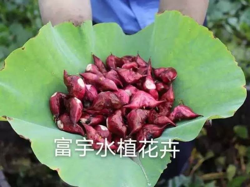 老菱角种子苗池塘水生植物菱角苗种植青菱角种子四季蔬菜红菱