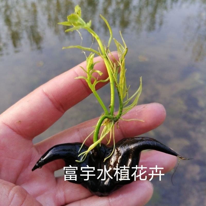 老菱角种子苗池塘水生植物菱角苗种植青菱角种子四季蔬菜红菱