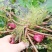 老菱角种子苗池塘水生植物菱角苗种植青菱角种子四季蔬菜红菱